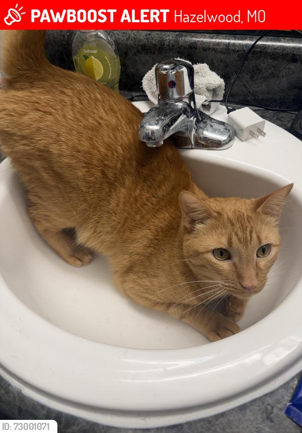 Lost Male Cat last seen The Finn apmts, Hazelwood, MO 63042