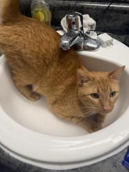 Lost Male Cat last seen The Finn apmts, Hazelwood, MO 63042