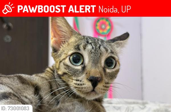 Lost Female Cat last seen New ashok nagar , Noida, UP 