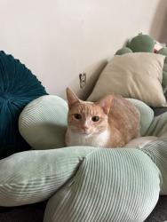 Reunited Female Cat last seen Near Knitters Hill RD, Pen Argyl, PA 18072