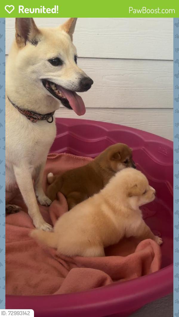 Reunited Female Dog last seen Near derby lane, Lafayette, LA 70508