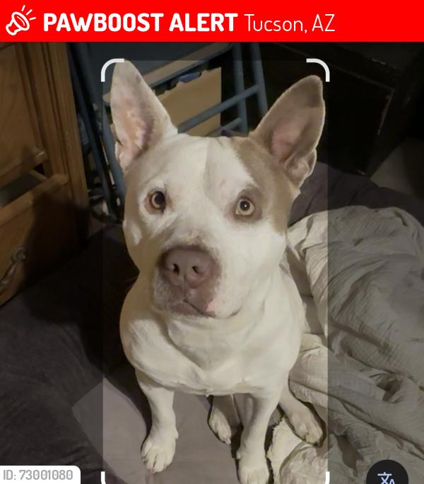 Lost Male Dog last seen 12th and drexel, Tucson, AZ 85706