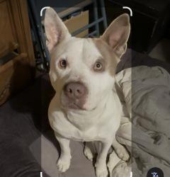 Lost Male Dog last seen 12th and drexel, Tucson, AZ 85706