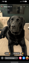 Reunited Female Dog last seen Near primm Rd Charlotte nc , Charlotte, NC 28216