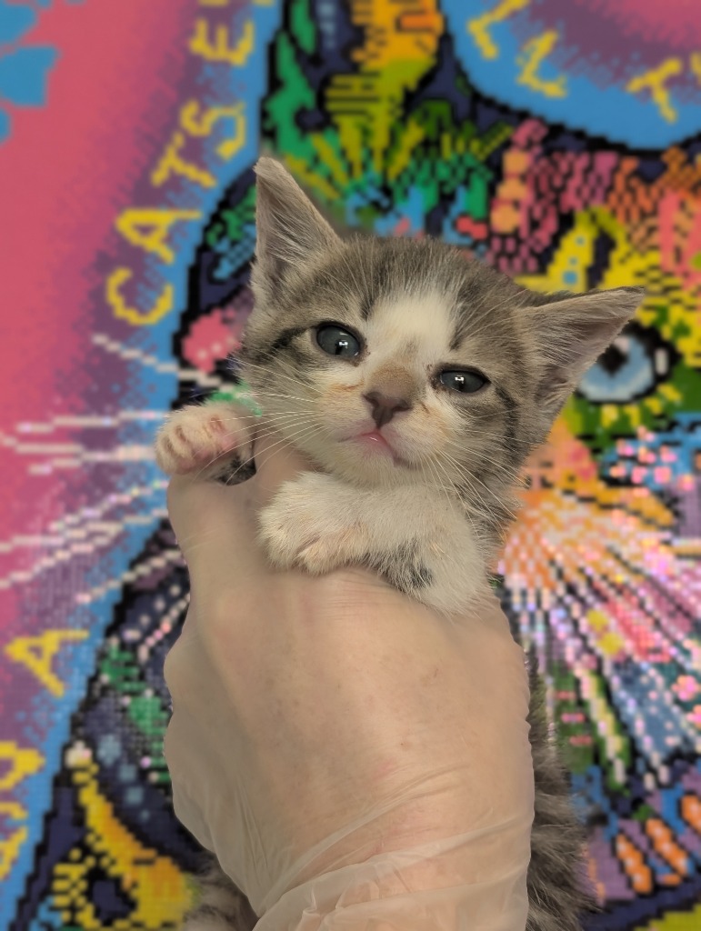Shelter Stray Male Cat last seen Bexar County, 3353 Morningside Dr, New Braunfels, TX 78132, USA