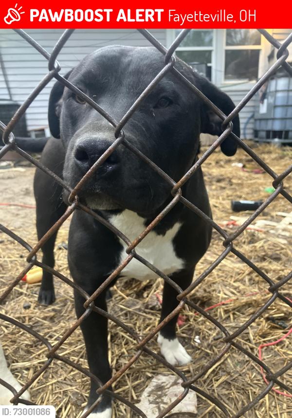 Lost Male Dog last seen Snowhill, Fayetteville, OH 45118