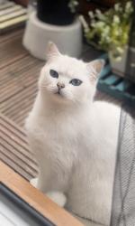 Lost Male Cat last seen Cumberland Rd, Greater Manchester, England M9 8BQ