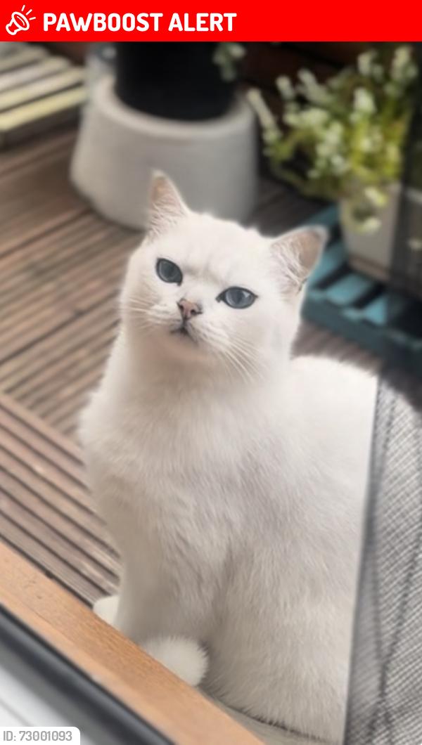 Lost Male Cat last seen Cumberland Rd, Greater Manchester, England M9 8BQ