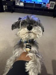 Reunited Male Dog last seen Griffith Park , Winston-Salem, NC 27103