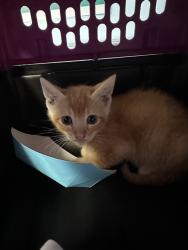 Shelter Stray Unknown Cat last seen Near BLOCK LINCOLN AVE, BAKERSFIELD CA 93308, 3951 Fruitvale Ave, Bakersfield, CA 93308, USA