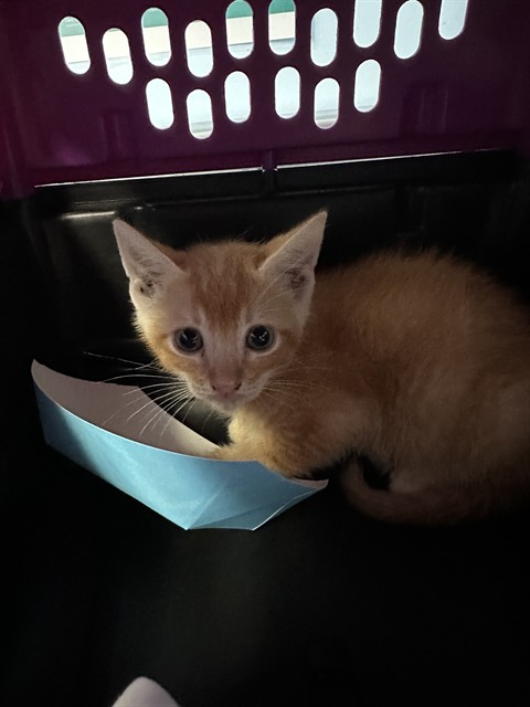 Shelter Stray Unknown Cat last seen Near BLOCK LINCOLN AVE, BAKERSFIELD CA 93308, 3951 Fruitvale Ave, Bakersfield, CA 93308, USA