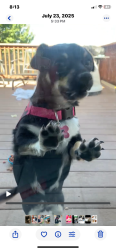 Lost Female Dog last seen Near , West Valley City, UT 84120