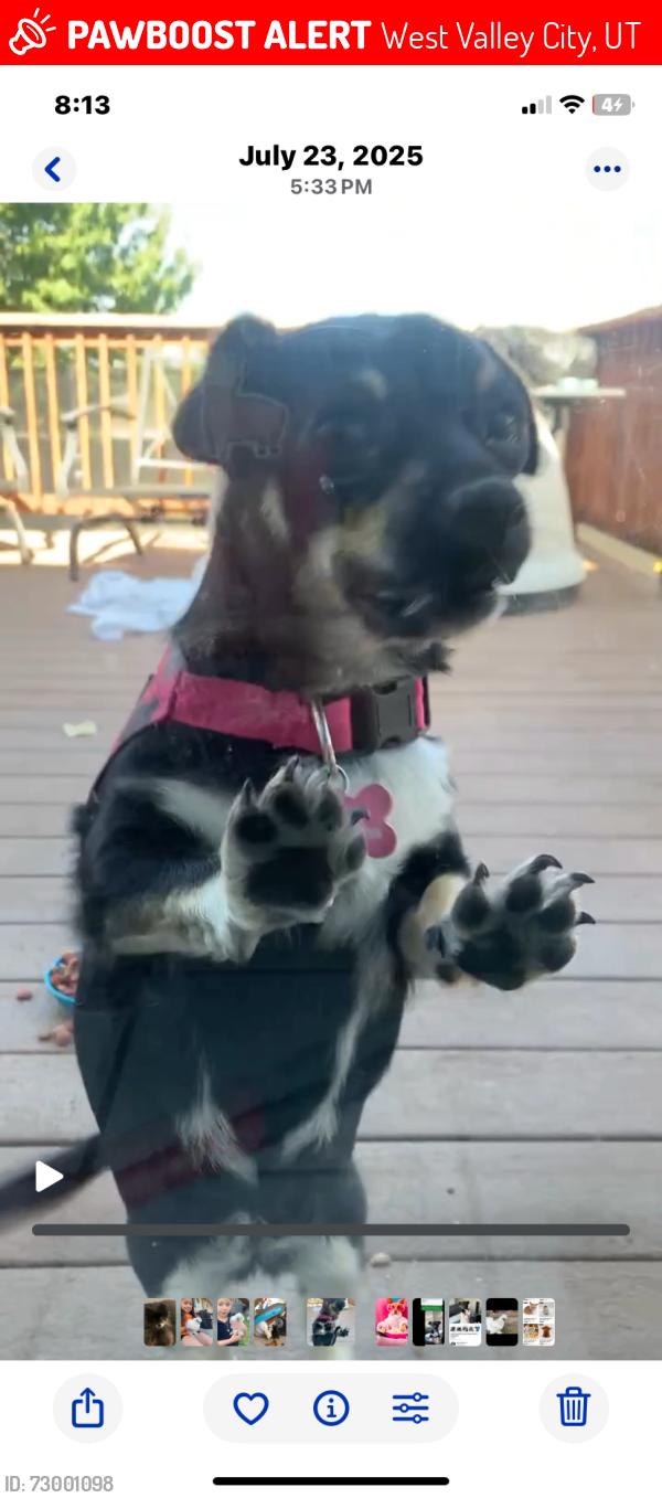 Lost Female Dog last seen Near , West Valley City, UT 84120