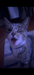 Reunited Male Cat last seen Nostrand Ave & Rutland Rd, Brooklyn, NY 11225