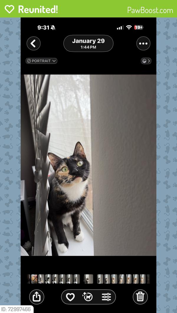 Reunited Female Cat last seen Shoal run trail, Birmingham, AL 35242