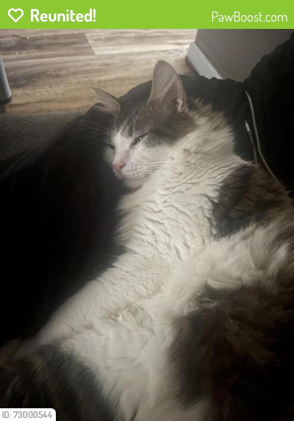 Reunited Male Cat last seen Sumac street , Sanford, NC 27332