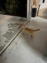Found/Stray Female Cat last seen Sanderson Drive , Cloverdale, VA 24077