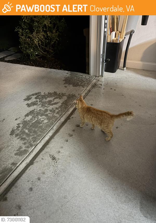 Found/Stray Female Cat last seen Sanderson Drive , Cloverdale, VA 24077