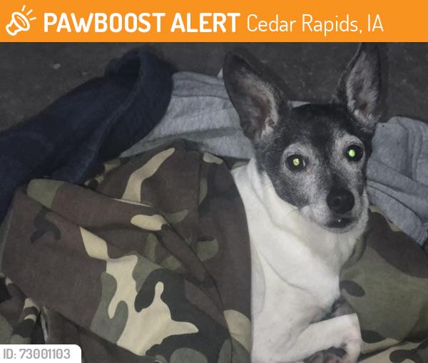 Found/Stray Female Dog last seen 35th St SE Near Garnett Place , Cedar Rapids, IA 52403