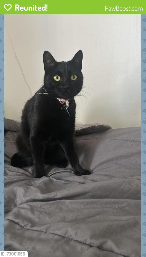 Reunited Female Cat last seen Near cedar st, Guelph, ON N1G