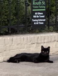 Lost Male Cat last seen UPTOWN DALLAS: Routh and Howell; Fairmount and Howell , Dallas, TX 75201