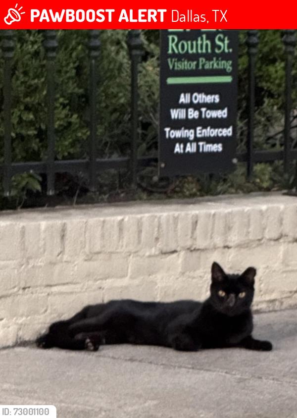 Lost Male Cat last seen UPTOWN DALLAS: Routh and Howell; Fairmount and Howell , Dallas, TX 75201