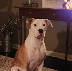 Reunited Female Dog last seen Meadowbrook Neighborhood , Canonsburg, PA 15317