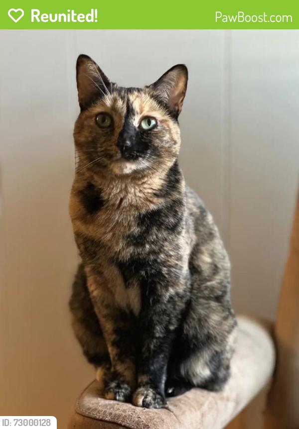 Reunited Female Cat last seen Georgia Ave, Richmond, VA 23220, USA, Richmond, VA 23220