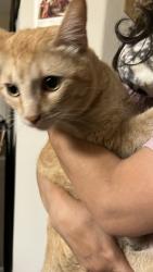 Reunited Male Cat last seen apmt on 70 sklar st Ladera Ranch, Ladera Ranch, CA 92694