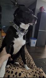 Reunited Male Dog last seen Near Pompano Ct, Pantego, TX 76013, USA, Pantego, TX 76013