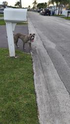 Found/Stray Female Dog last seen Near South Miami heights elementary area, Miami, FL 33177