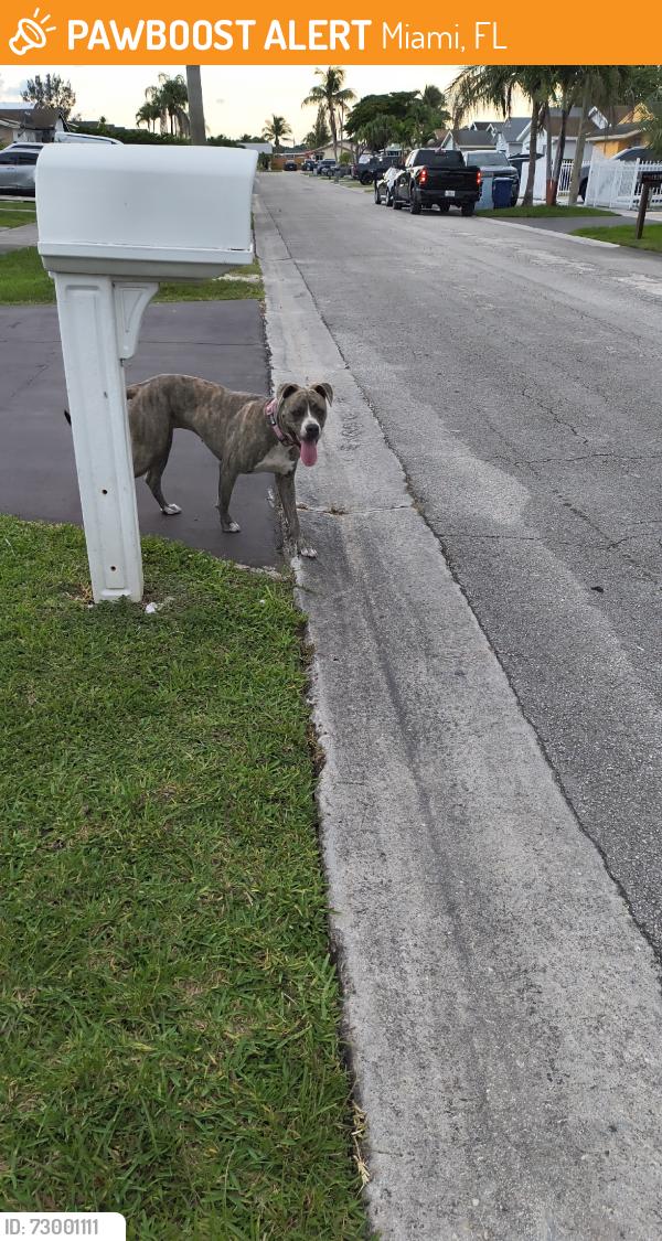 Found/Stray Female Dog last seen Near South Miami heights elementary area, Miami, FL 33177