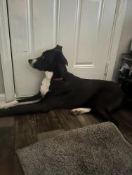 Reunited Male Dog last seen Around by , Greensboro, NC 27401