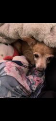 Lost Female Dog last seen Near N john young, Kissimmee, FL 34741
