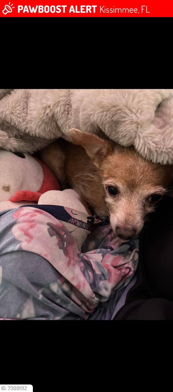 Lost Female Dog last seen Near N john young, Kissimmee, FL 34741