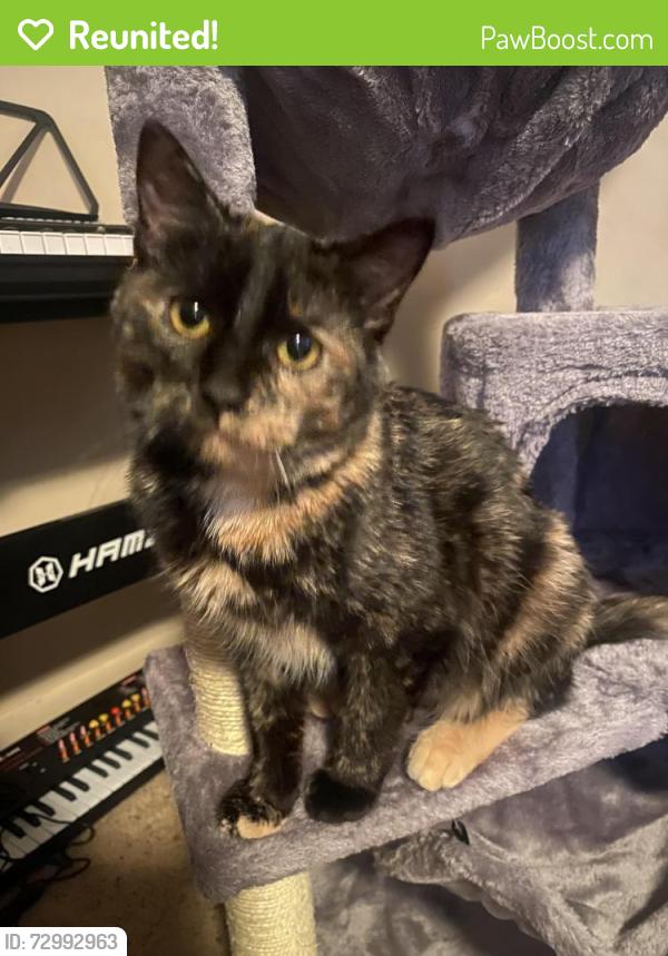 Reunited Female Cat last seen Near and Yates , Crystal, MN 55429