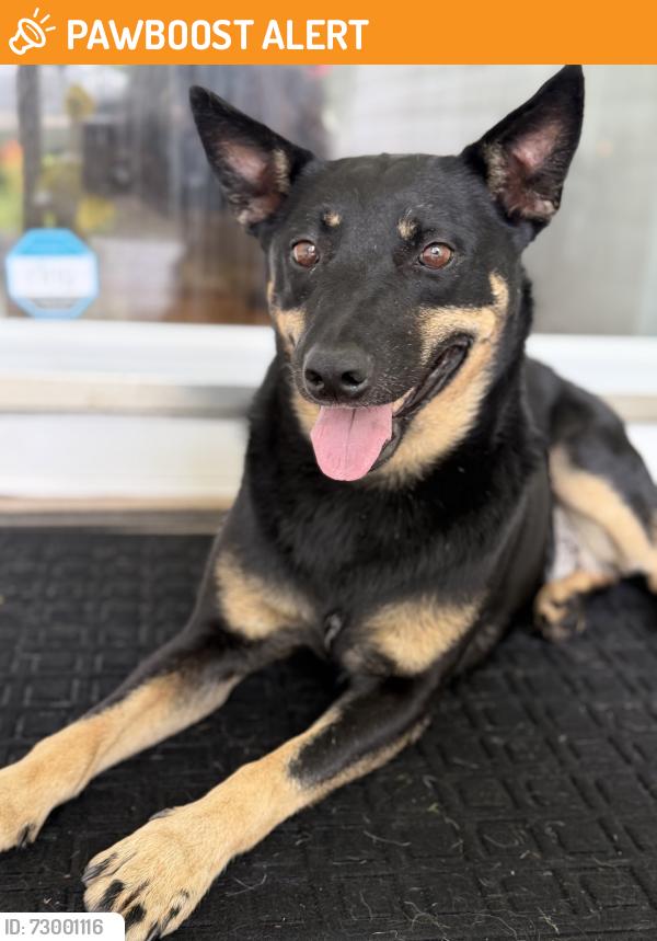 Found/Stray Female Dog last seen Lower River Road, Lower River Rd NW, TN 37336