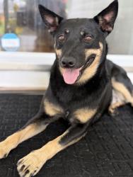 Found/Stray Female Dog last seen Lower River Road, Lower River Rd NW, TN 37336