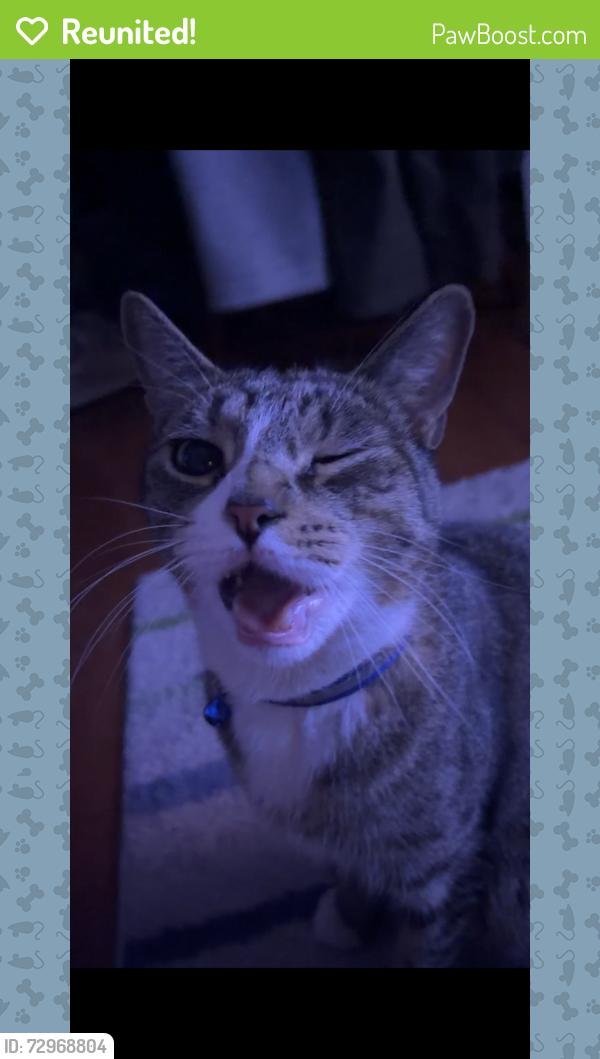 Reunited Male Cat last seen Nostrand Ave & Rutland Rd, Brooklyn, NY 11225