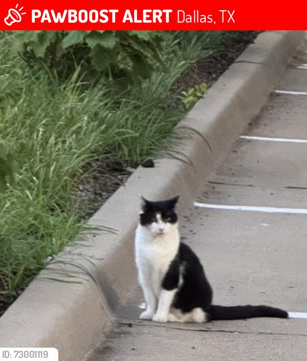 Lost Female Cat last seen Fairmount and Howell (Howell side), Dallas, TX 75201