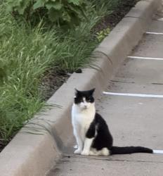 Lost Female Cat last seen Fairmount and Howell (Howell side), Dallas, TX 75201