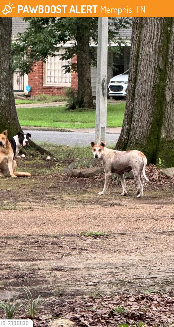 Found/Stray Unknown Dog last seen Bryndale Ave, Memphis, TN 38118