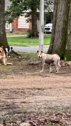 Found/Stray Unknown Dog last seen Bryndale Ave, Memphis, TN 38118