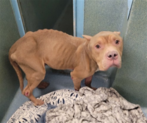 Shelter Stray Male Dog last seen , 29525 Agoura Rd, Agoura Hills, CA 91301, USA