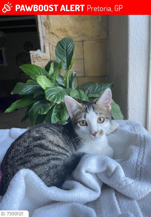 Lost Male Cat last seen Malmesbury Street,  Wingate Park, Pretoria , Pretoria, GP 0181