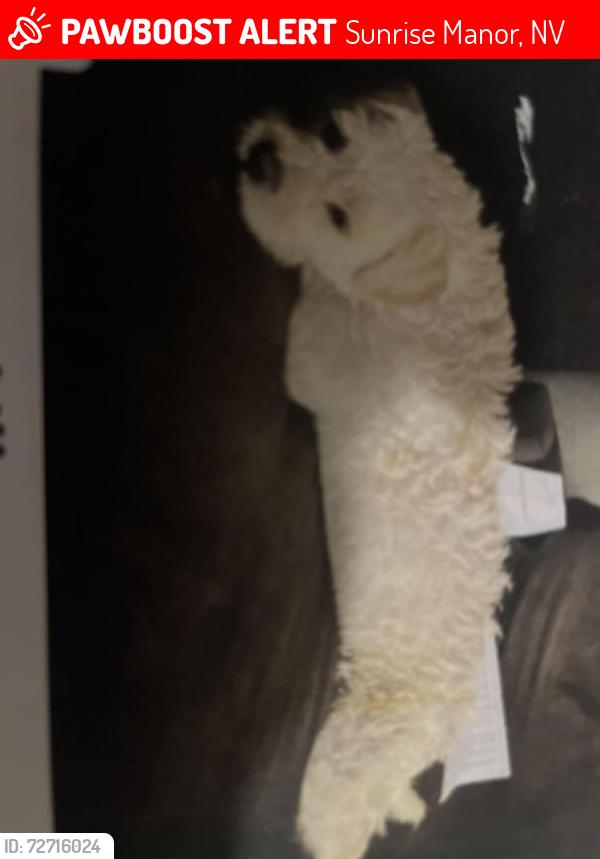 Lost Female Dog last seen Webster and lake mead, Sunrise Manor, NV 89115