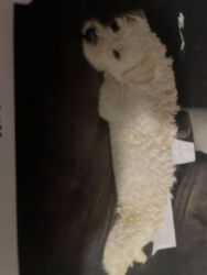 Lost Female Dog last seen Webster and lake mead, Sunrise Manor, NV 89115
