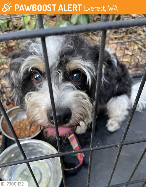 Found/Stray Unknown Dog last seen Near bock of Gibson Road, Everett, WA 98204
