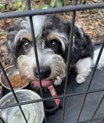 Found/Stray Unknown Dog last seen Near bock of Gibson Road, Everett, WA 98204