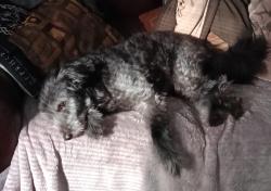 Reunited Male Dog last seen Jefferson Ave & Summer St Kalamazoo MI , Kalamazoo, MI 49006